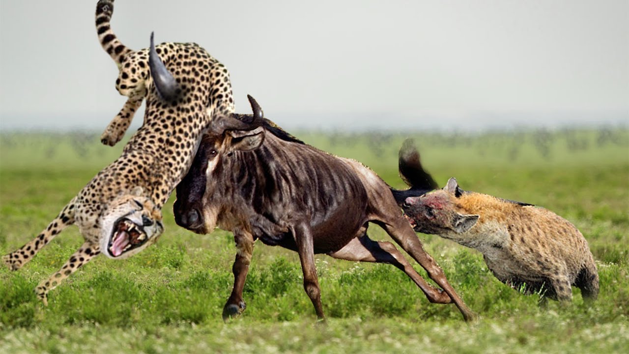 Linh dương đầu bò một tay hạ gục cuộc tấn công tổng lực của linh cẩu và báo  đốm